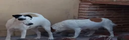 Fox Terrier de Pelo Liso perros en venta: Fox terrier pelo fino - Anuncio 1