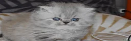 Himalayo gatos en venta: GATOS PERSAS HIMALAYOS  en Madrid - Anuncio 6