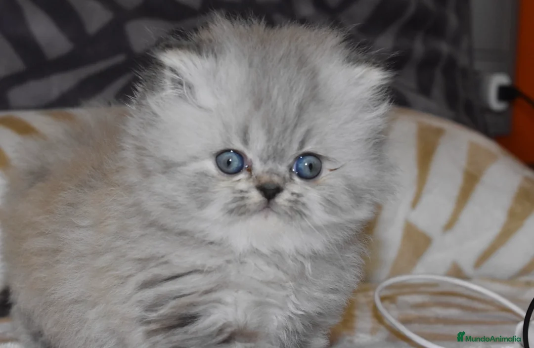 Himalayo gatos en venta: GATOS PERSAS HIMALAYOS  en Madrid - Anuncio 6