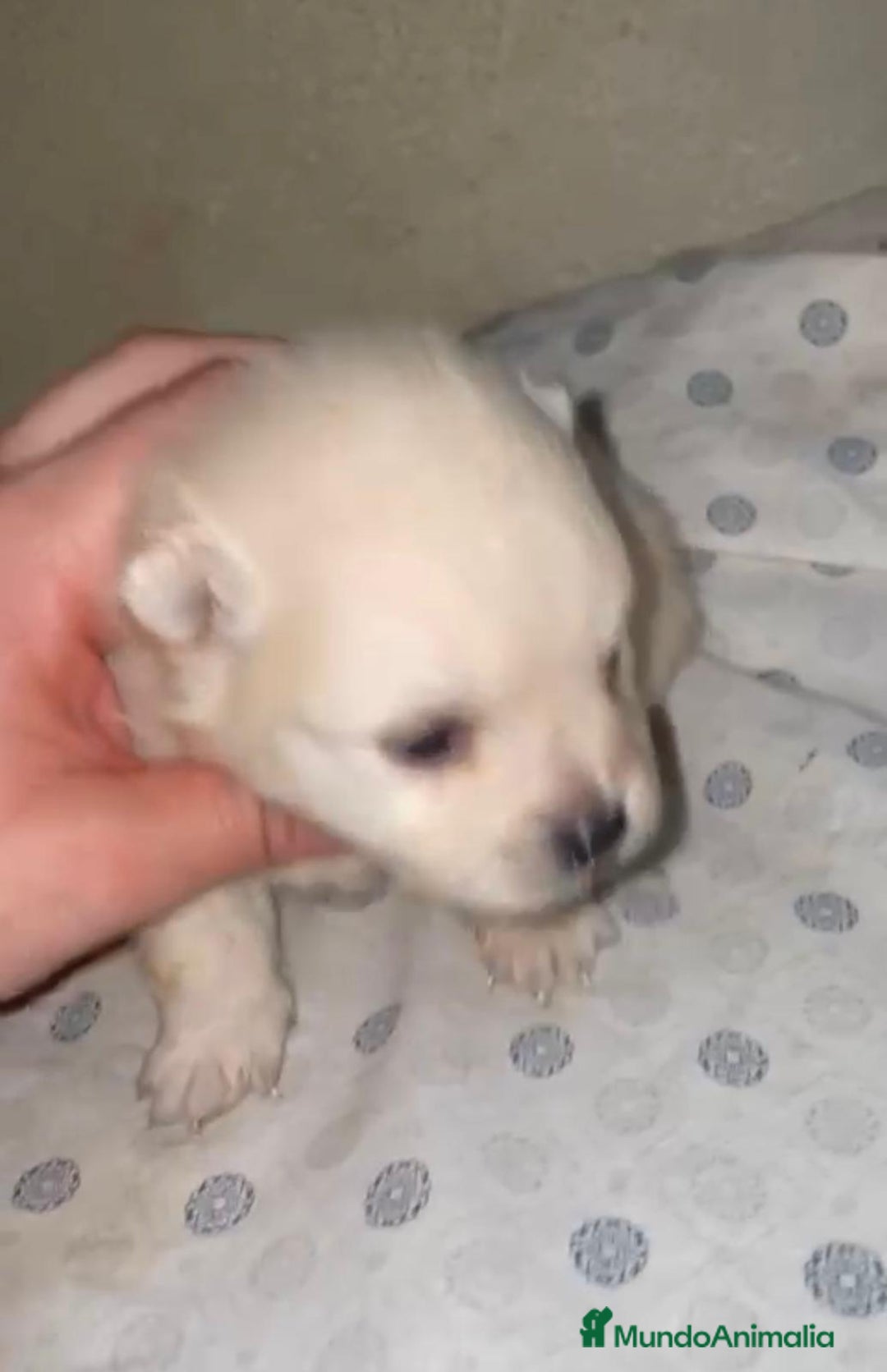 Pomerania perros en venta: Lulu pomerania toy - Anuncio 6