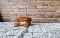 Caniche Enano perros en venta: Macho rojo pimentón  - Imagen 4