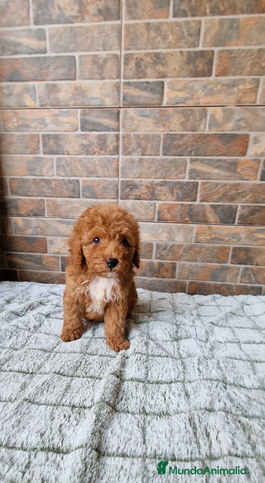 Caniche Enano perros en venta: Macho rojo pimentón  - Imagen 4