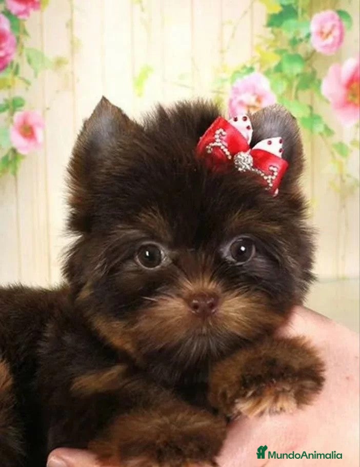 Yorkshire Terrier perros Exclusivos Yorkshire Chocolate toy - Anuncio 4