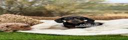 Teckel Miniatura perros en venta: TECKEL MACHO - Anuncio 6