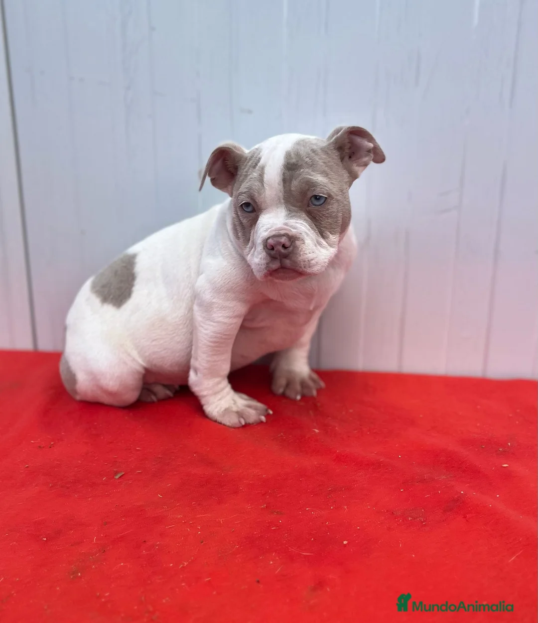 American Bully perros en venta: American bully pocket  - Anuncio 7