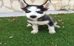 Husky Siberiano perros en venta: Encantadores cachorros Husky Siberiano  - Imagen 21