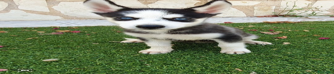 Husky Siberiano Cachorro 3