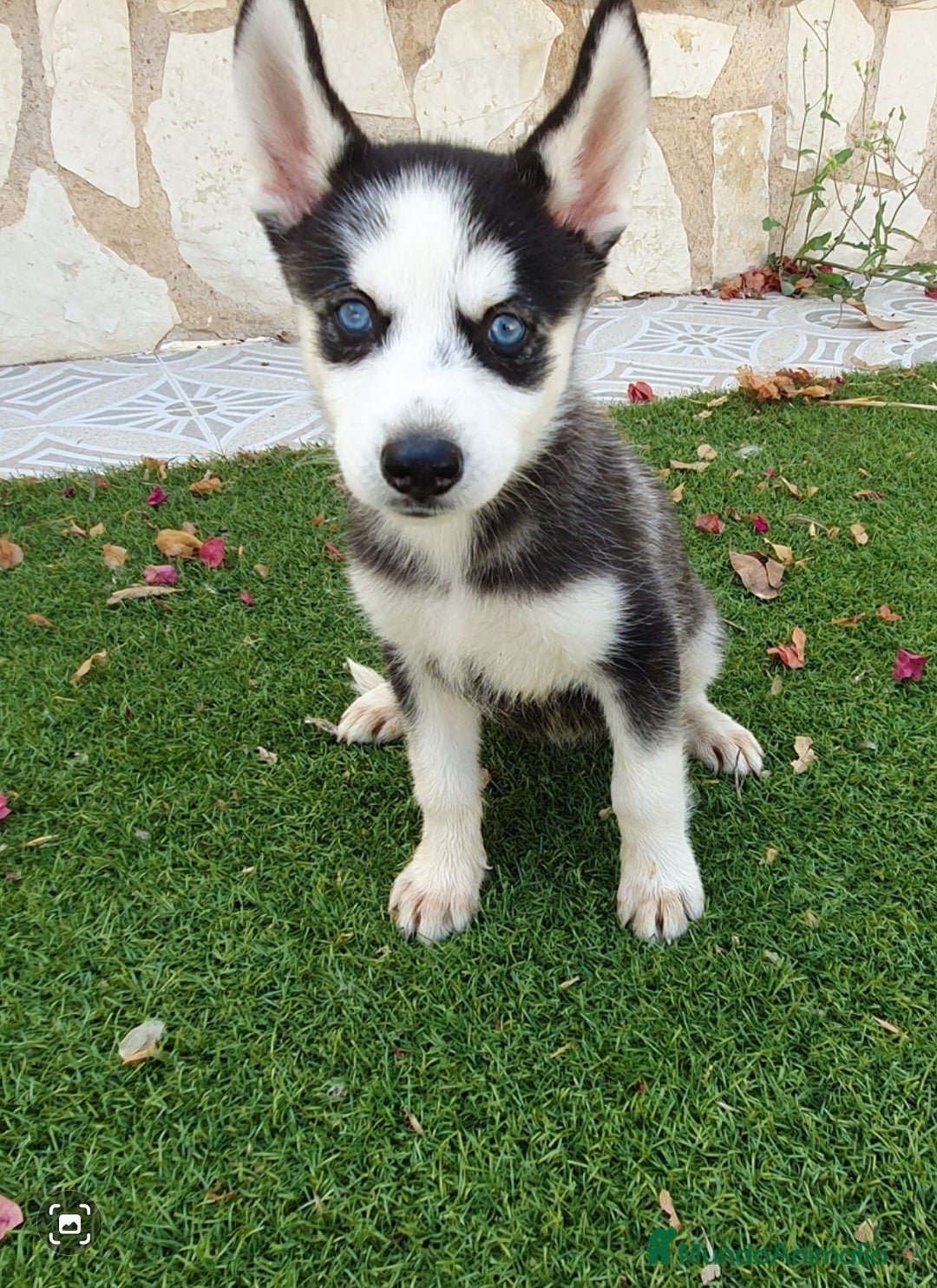 Husky Siberiano perros en venta: Encantadores cachorros Husky Siberiano  - Imagen 21