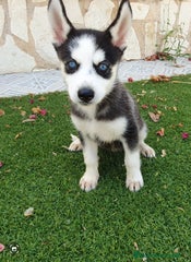 Husky Siberiano Cachorro 3