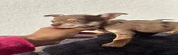 Chihuahua perros en venta: Chihuahua hembra chocomerle - Anuncio 1