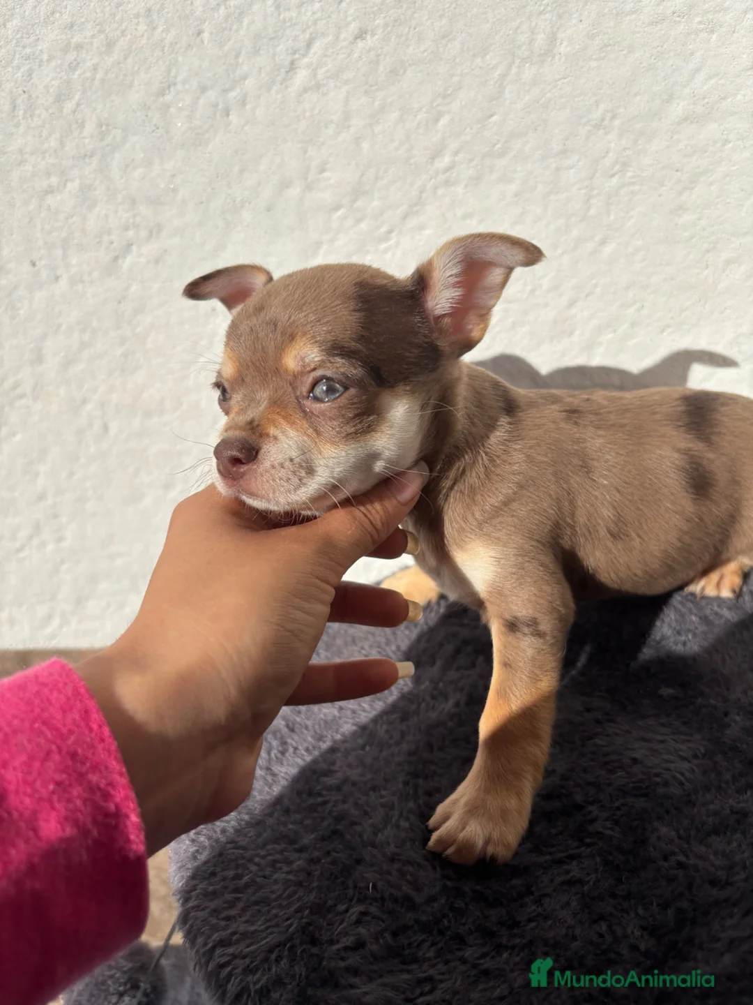 Chihuahua perros en venta: Chihuahua hembra chocomerle - Anuncio 1