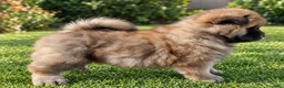 Chow Chow perros en venta: CHOW CHOW MARRON - Anuncio 2