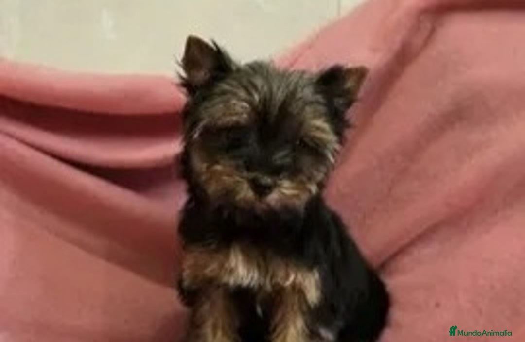 Yorkshire Terrier perros en venta: Hembra Yorkshire  - Anuncio 2