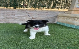 Border Collie perros en venta: Disponible hembra Border collie  - Imagen 3