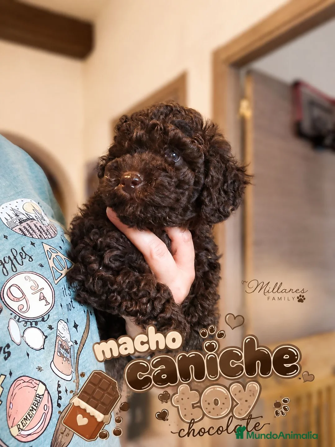 Caniche Toy perros en venta: Caniche Toy ¡Últimos cachorros disponibles! - Anuncio 2