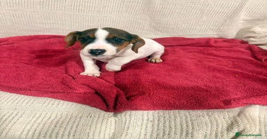 Jack Russell Terrier perros Jack Russell hembras - Anuncio 6