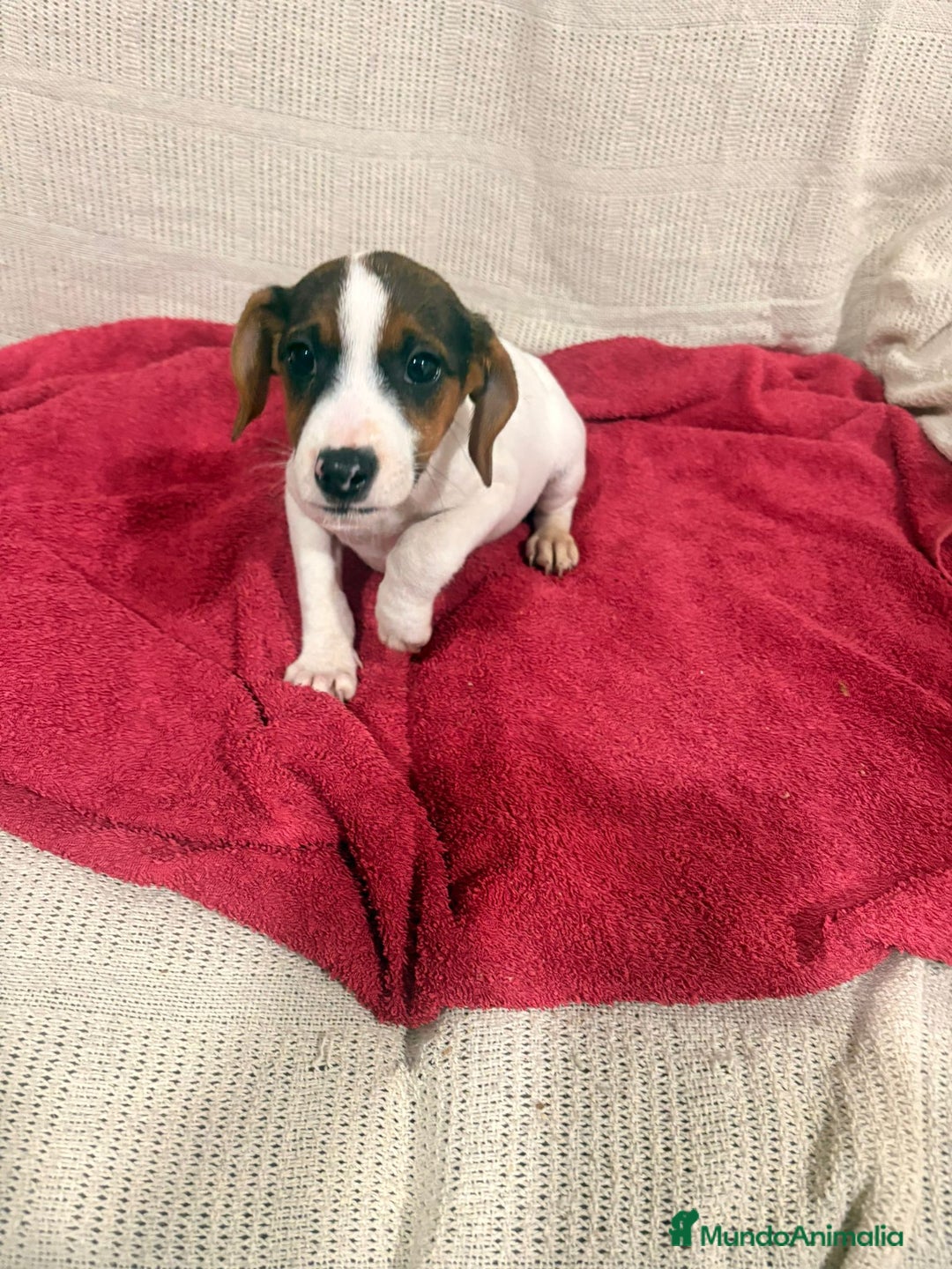 Jack Russell Terrier perros en venta: Jack Russell hembras - Anuncio 2