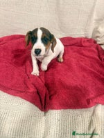 Jack Russell Terrier perros Jack Russell hembras - Anuncio 8