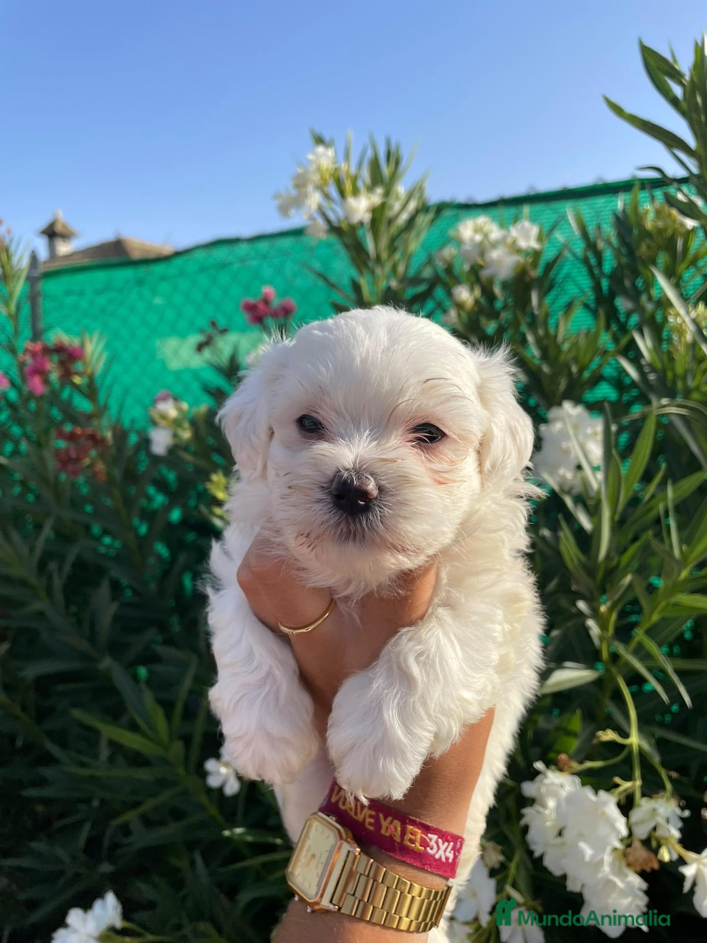 Bichón Maltés perros Bichón maltes  - Anuncio 5