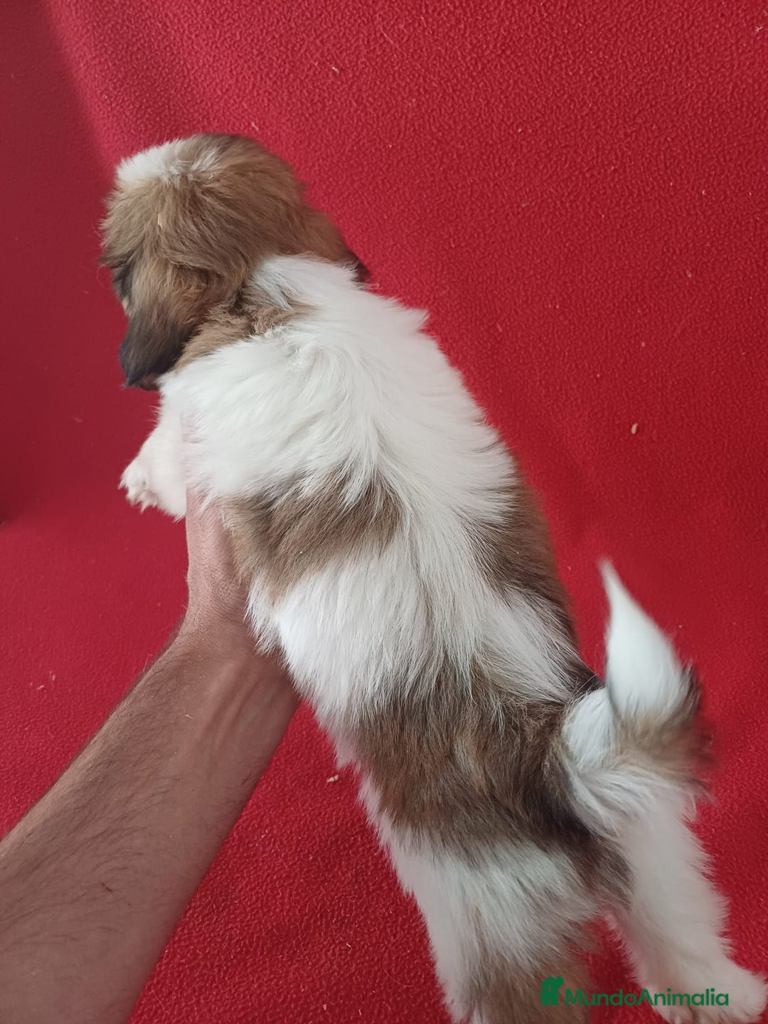 Shih Tzu perros en venta: Shitzu  - Imagen 3
