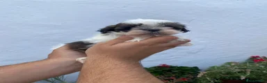 Shih Tzu 1
