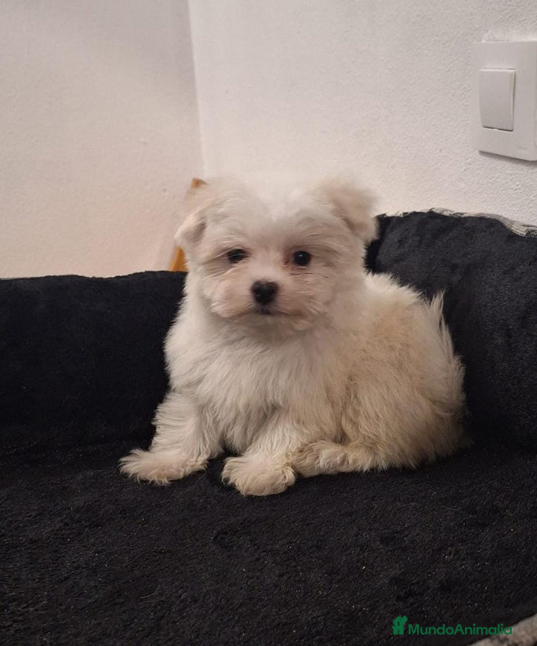 Bichón Maltés perros en venta: Bichón maltés  - Anuncio 3