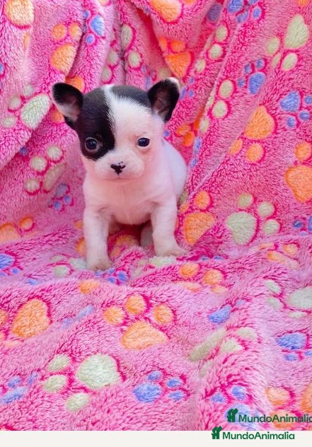 Chihuahua perros Chihuhuas - Anuncio 1