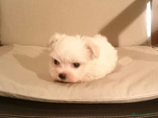 Bichón Maltés perros Bichón Maltés preciosos en Barcelona - Anuncio 11