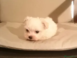 Bichón Maltés perros Bichón Maltés preciosos en Barcelona - Anuncio 36