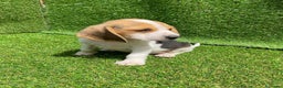 Beagle perros en venta: BEAGLE //// ESPECTÁCULOS en Badajoz - Anuncio 2