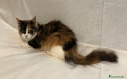 Maine Coon gatos en venta: Maine Coon Hembras - Imagen 14