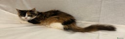 Maine Coon gatos en venta: Maine Coon Hembras - Anuncio 14