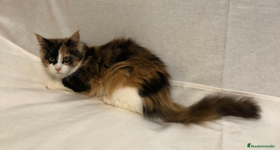Maine Coon gatos en venta: Maine Coon Hembras - Imagen 14
