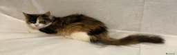 Maine Coon gatos en venta: Maine Coon Hembras - Anuncio 14