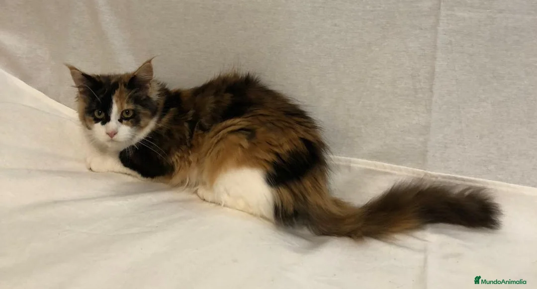 Maine Coon gatos en venta: Maine Coon Hembras - Anuncio 14