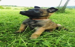 Pastor Belga Malinois perros en venta: MALINOIS - Imagen 1