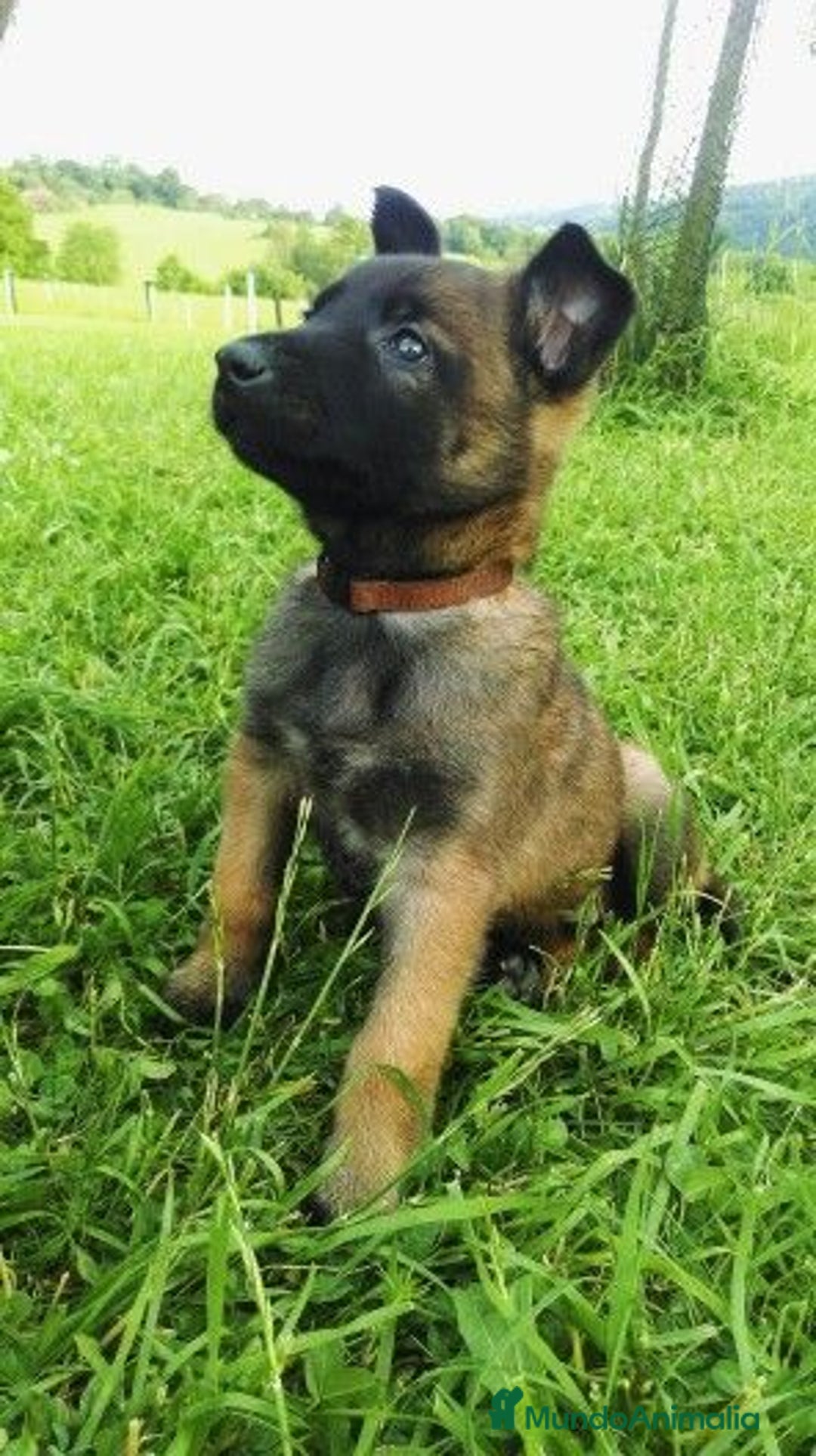 Pastor Belga Malinois perros en venta: MALINOIS - Imagen 1