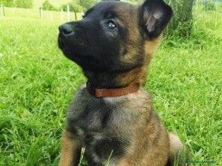 Pastor Belga Malinois perros - Anuncio 3