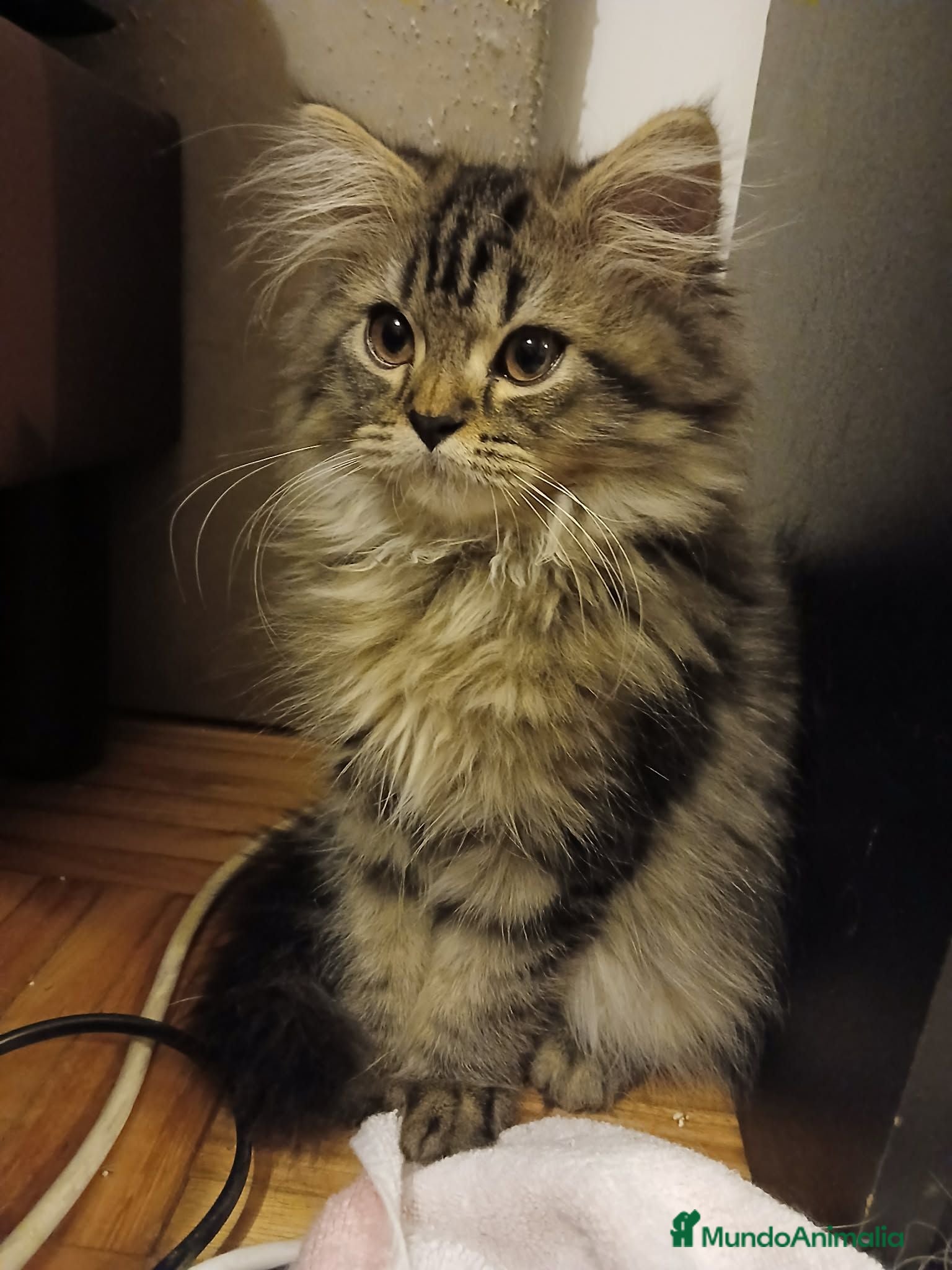 Persa gatos Persa - Anuncio 5
