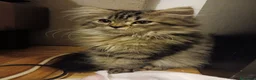 Persa gatos en venta: Persa - Anuncio 1