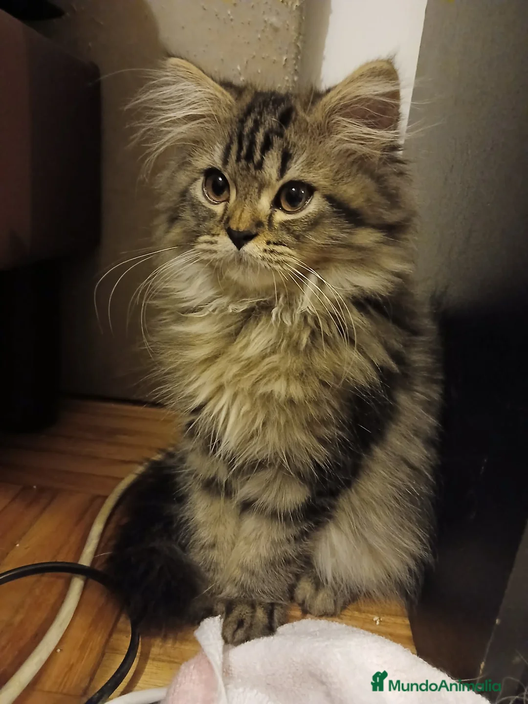 Persa gatos en venta: Persa - Anuncio 1