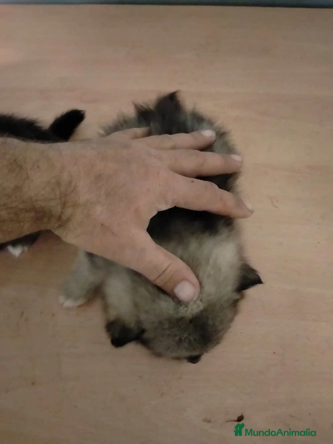 Pomsky perros en venta: Cachorrita de pomskys  - Anuncio 2