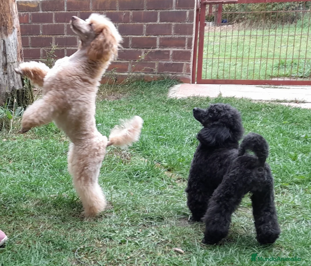 Imagen de galería {{count}}