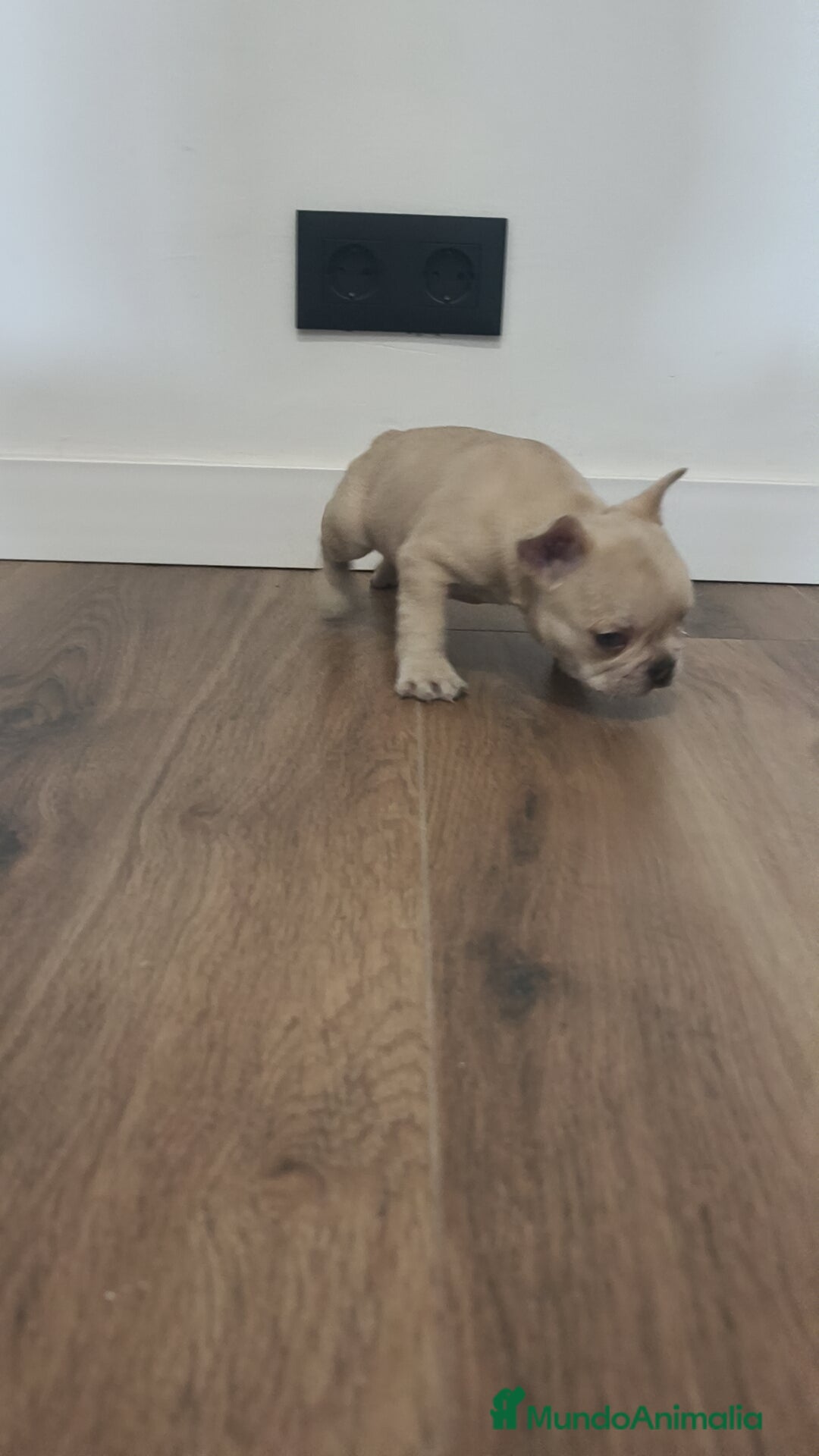 Bulldog Francés perros en venta: Bulldog Francés Macho ojos azules espectacular!!! - Imagen 7