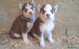 Husky Siberiano perros en venta: Cachorros Husky siberiano - Imagen 1
