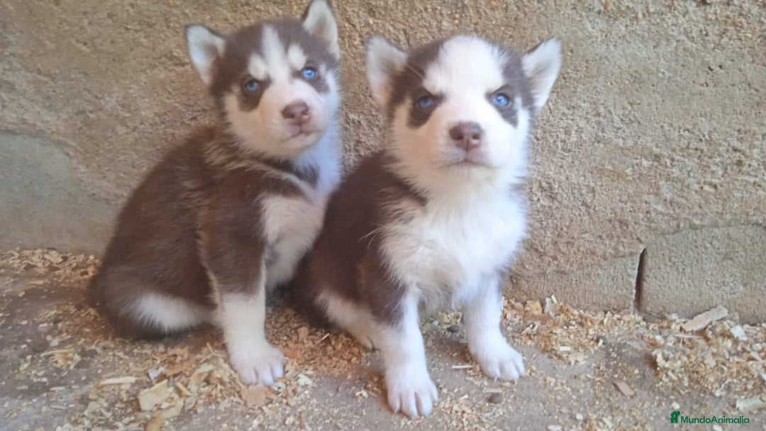 Husky Siberiano perros en venta: Cachorros Husky siberiano - Imagen 1