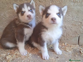 Husky Siberiano perros - Anuncio 6