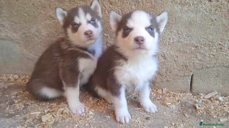Husky Siberiano perros - Anuncio 3