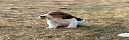 Beagle perros en venta: Cachorros Beagle  - Anuncio 1