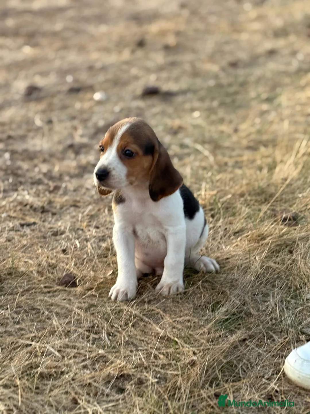 Beagle perros en venta: Cachorros Beagle  - Anuncio 1